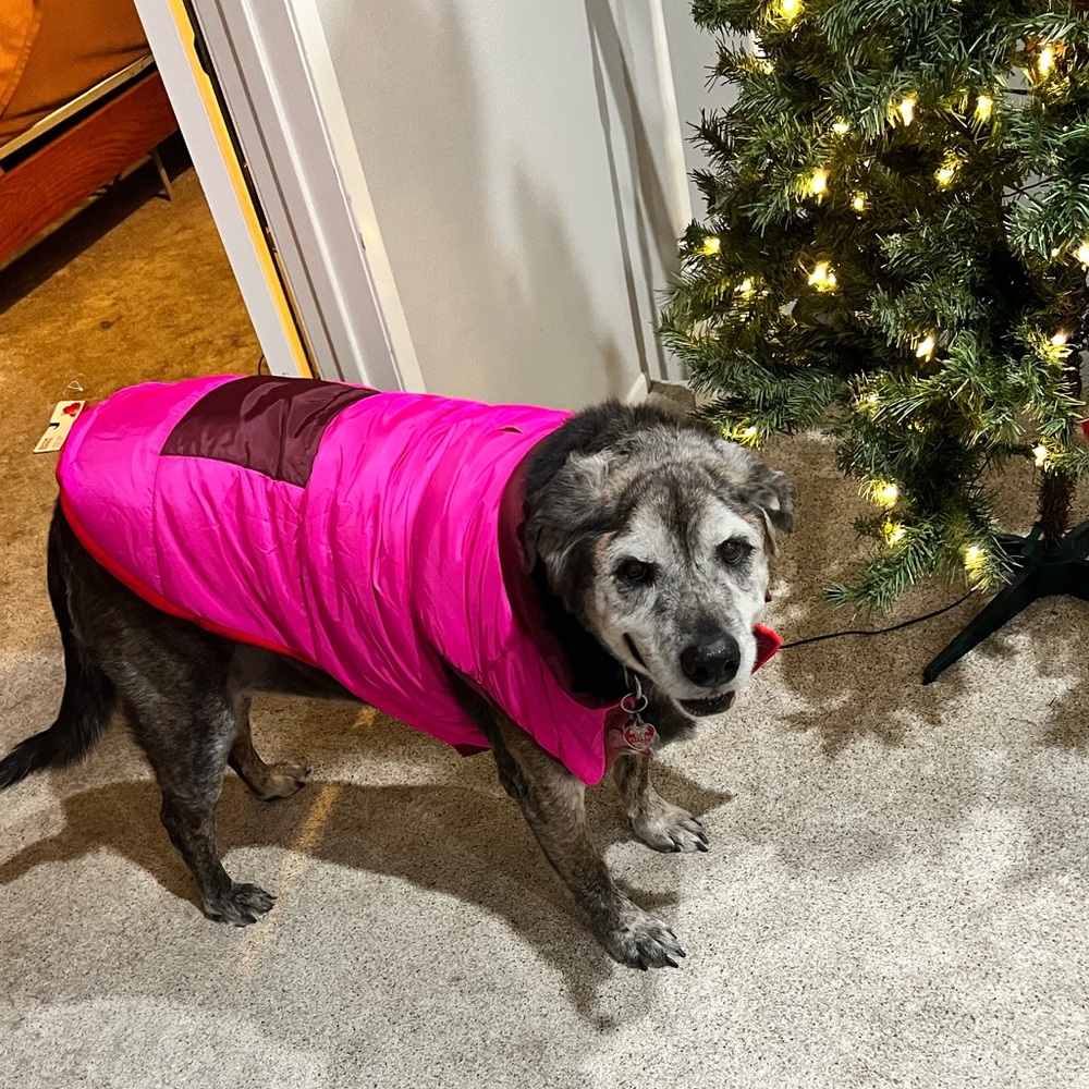 Dog Ski Vest